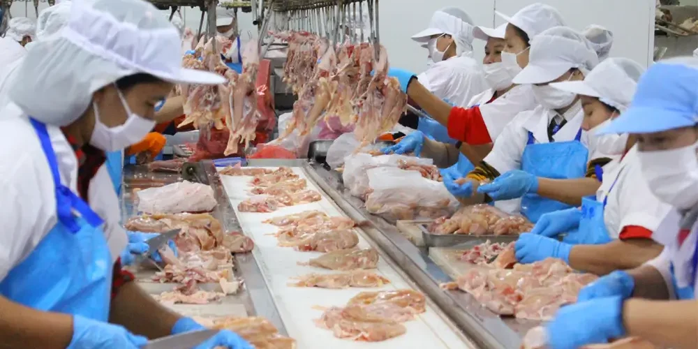 Thai Chicken Exports